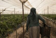 Huelva : la mort d’une saisonnière marocaine ravive le malaise des fraises espagnoles Saisonnières marocaines à Huelva : la chaleur sous les serres