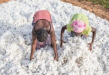 Le Ghana se tourne vers le coton béninois pour relancer son industrie textile Le Ghana se tourne vers le coton béninois pour relancer son industrie textile