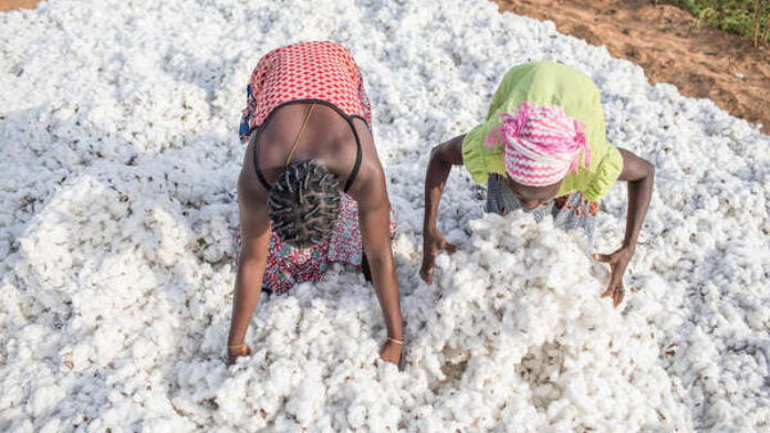 Le Ghana se tourne vers le coton béninois pour relancer son industrie textile