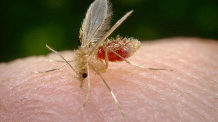 Le phlébotome vecteur de leishmaniose cutanée