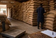 Cacao ivoirien : l’État a-t-il réellement racheté les 100 000 tonnes annoncées ? Côte d’Ivoire : les zones d’ombre du rachat des stocks de cacao