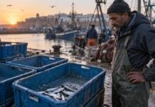 Maroc : pourquoi la pénurie de sardines menace tout un modèle de pêche Illustration représentant un pêcheur marocain devant des caisses presque vides dans un port de l’Atlantique.