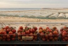 Tomates cerises du Sahara occidental : marges, étiquetage et rayons français Barquettes de tomates cerises portant la mention « Dakhla – Sahara occidental », devant des serres implantées dans un paysage désertique.