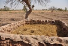 Burkina Faso : des puits racinaires pour faire pousser des arbres à travers la roche des puits racinaires pour faire pousser des arbres