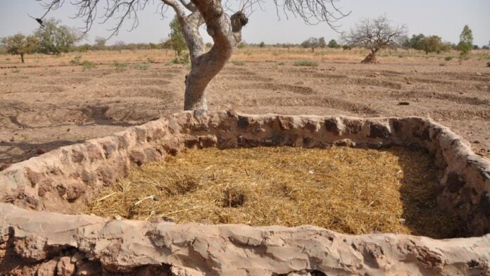 des puits racinaires pour faire pousser des arbres