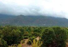 Forêt des zones arides : le maillon oublié de la finance climatique, selon la FAO Forêt des zones arides : le maillon oublié de la finance climatique, selon la FAO