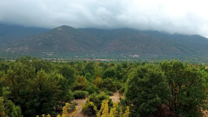 Forêt des zones arides : le maillon oublié de la finance climatique, selon la FAO Forêt des zones arides : le maillon oublié de la finance climatique, selon la FAO