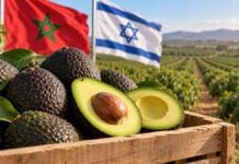 Maroc–Israël : l’alliance des avocats prend racine dans le Gharb La production d’avocats au Maroc attire les investissements du groupe agricole israélien Mehadrin.