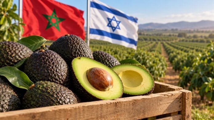 La production d’avocats au Maroc attire les investissements du groupe agricole israélien Mehadrin.