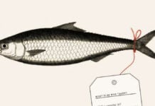 Sardinelle : de l’Afrique de l’Ouest aux élevages de saumon, le coût caché d’une filière mondiale sardinelle farine de poisson Afrique de l’Ouest