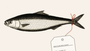 Sardinelle : de l’Afrique de l’Ouest aux élevages de saumon, le coût caché d’une filière mondiale sardinelle farine de poisson Afrique de l’Ouest